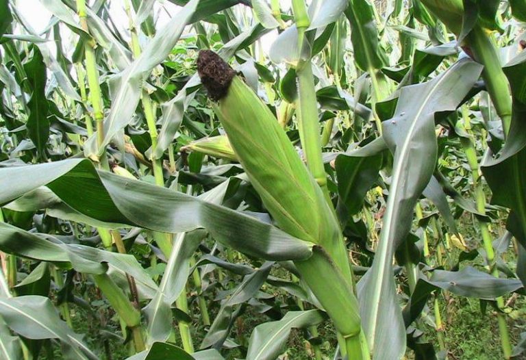 Zimbabwe Expects Maize Output To More Than Triple This Year