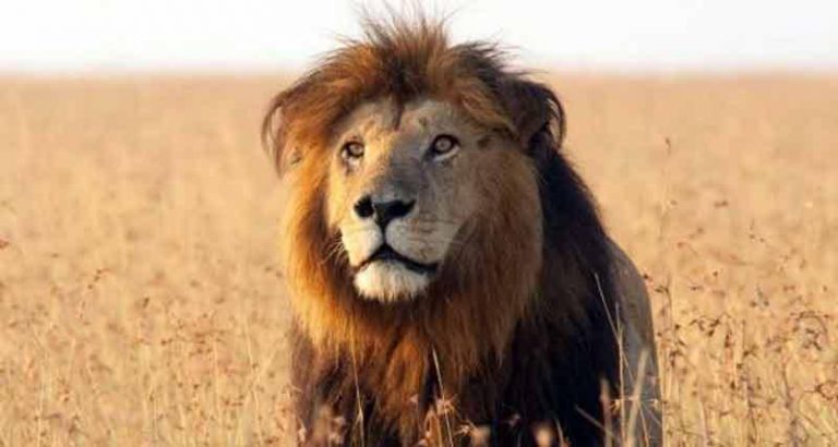 Hwange Community Worried Over Lions As Schools Reopen Soon