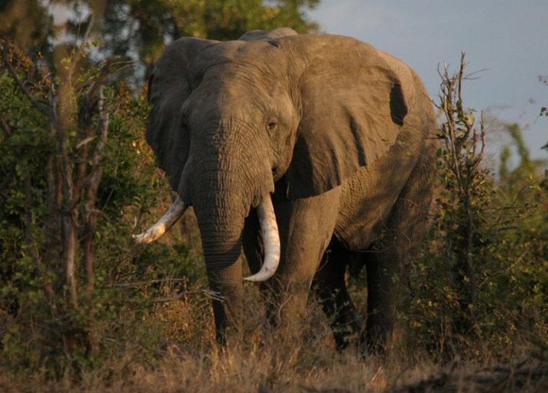 Elephant Tusk Lands Karoi Villagers In Trouble