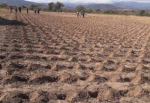 Wadyajena, MDC-T MP Clash Over Distribution Of Pfumvudza Inputs Wadyajena, MDC-T MP Clash Over Distribution Of Pfumvudza Inputs