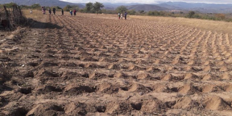 Wadyajena, MDC-T MP Clash Over Distribution Of Pfumvudza Inputs