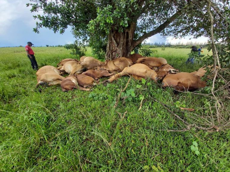 Lightning Strikes 19 Cattle In Hwange