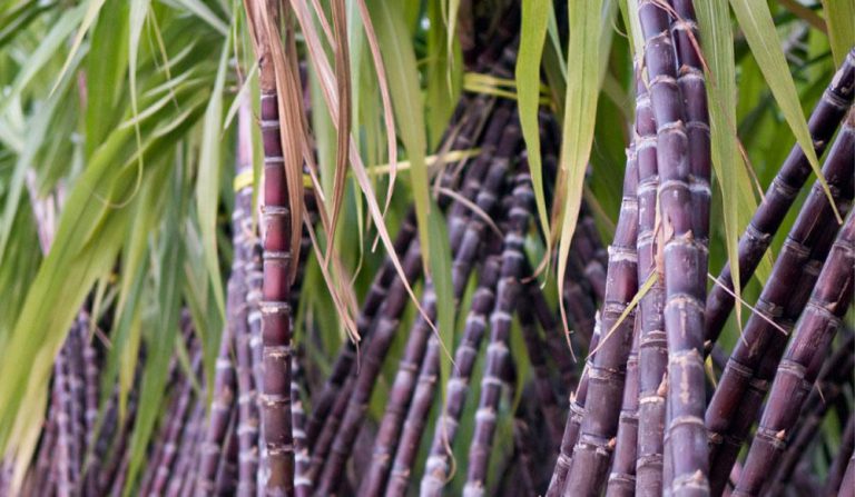List Of Kilimanjaro Sugarcane Project Beneficiaries To Be Drawn Anew – Charamba