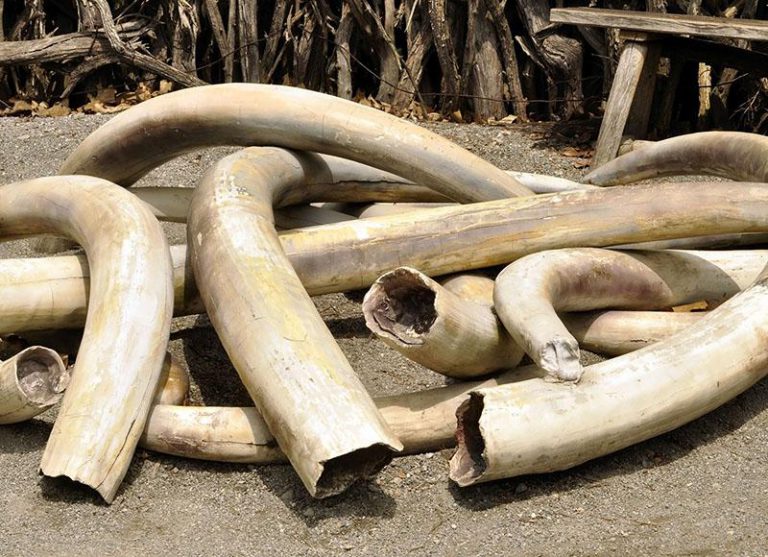 Court Acquits Villagers Busted With US$1 400 Ivory