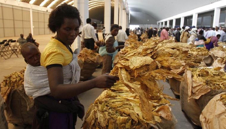 Growing Pains: Female Tobacco Farmers Struggle To Compete Growing Pains: Female Tobacco Farmers Struggle To Compete
