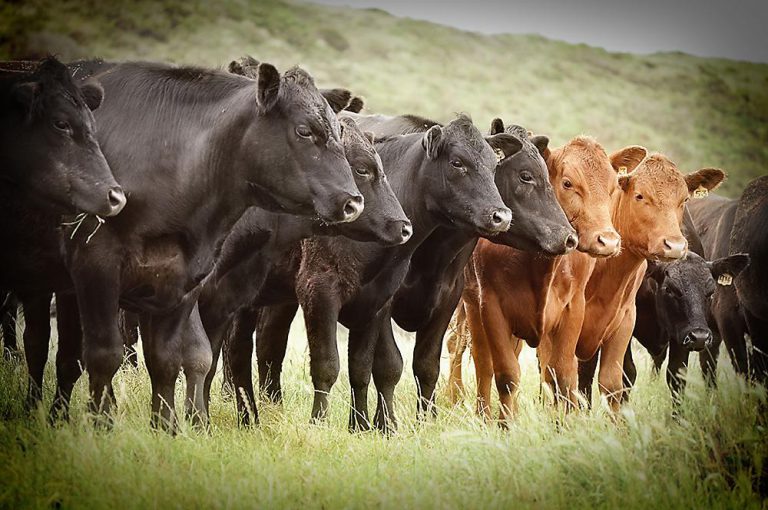 Mnangagwa Ally Turns US$22m Glass Firm Into Cattle Pen