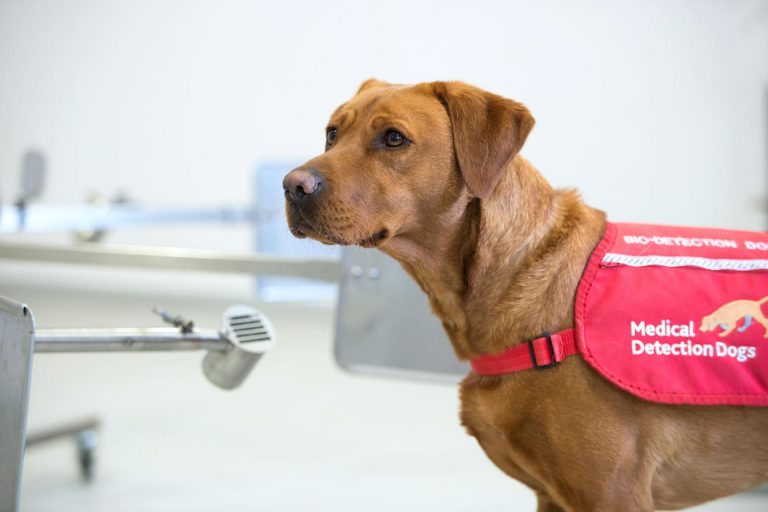 Sniffer Dogs Are 94% Accurate At Detecting Covid