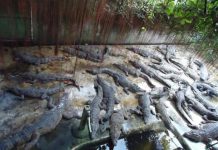 Padenga Plans Victoria Falls Stock Exchange Listing Padenga Plans Victoria Falls Stock Exchange Listing