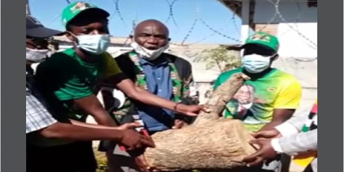 WATCH: ZANU PF Launches Firewood Selling Project WATCH: ZANU PF Launches Firewood Selling Project