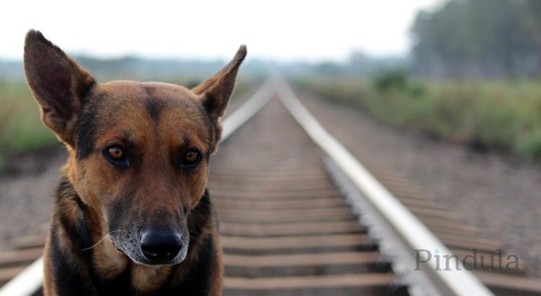 Seven-Year-Old Boy Undergoes Facial Reconstruction After Dog Attack