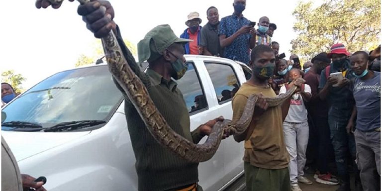 Huge Snake Retrieved From Car In Kwekwe, Owner Flees