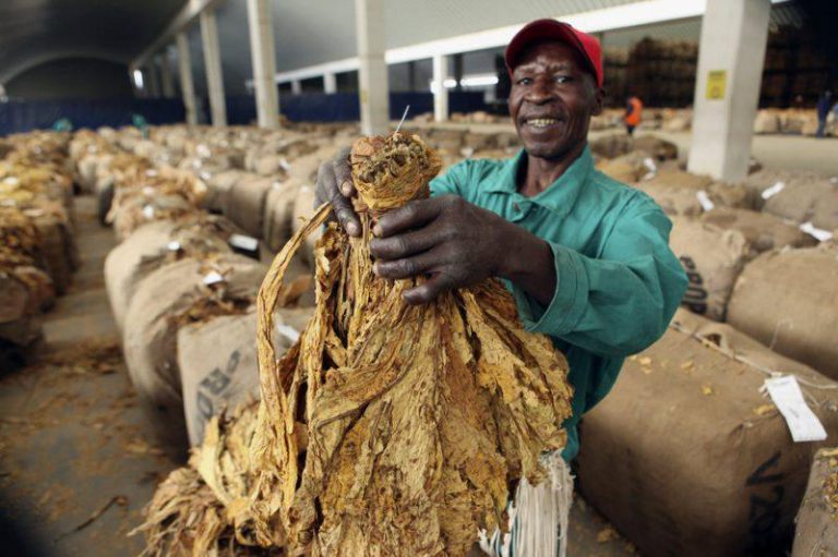 Tobacco Sales Up 31 %