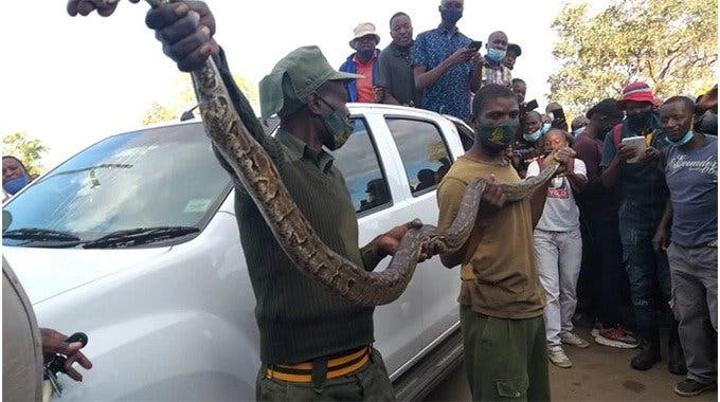 Kwekwe “Python Soldier” Disowns Both Snake And Car