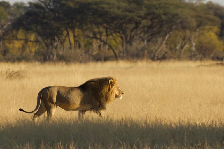 Furore As American Hunter Kills Another Iconic Lion