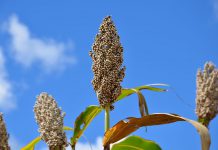 India Extends US$1 Million For Climate Resilient Agriculture In Zimbabwe India Extends US$1 Million For Climate Resilient Agriculture In Zimbabwe