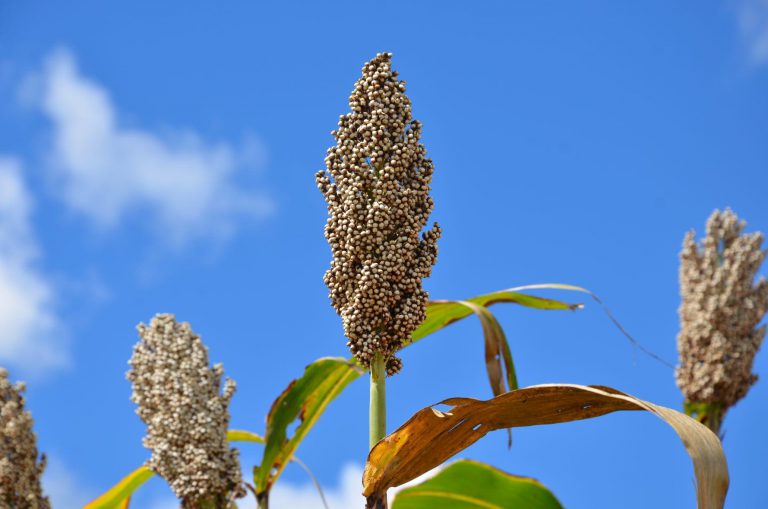 India Extends US$1 Million For Climate Resilient Agriculture In Zimbabwe