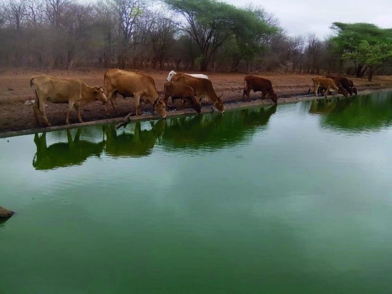 Mwenezi Livestock Relies On Untreated Sewage For Two Decades