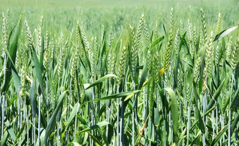Zimbabwe Has Adequate Wheat Stocks – Mutsvangwa