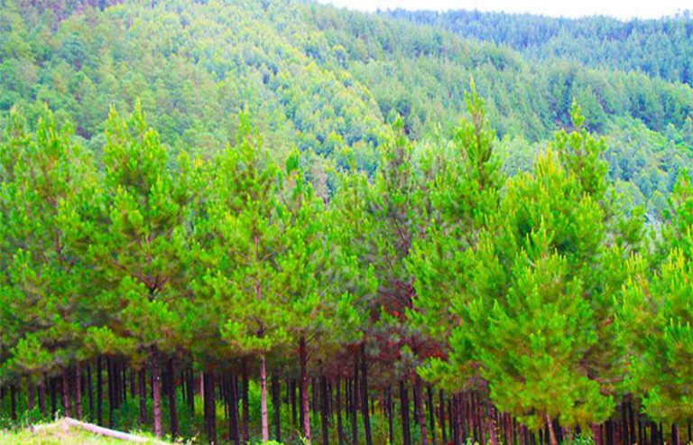 Timber Production Generated US$37.5 Million In 2020