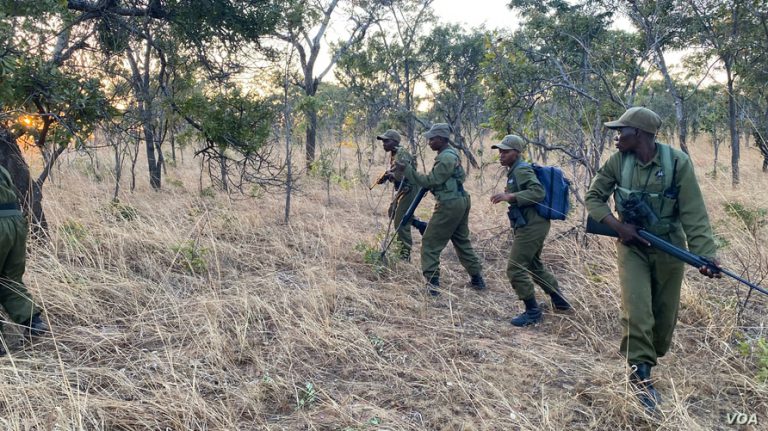 All-Female Vegan Rangers Leading Anti-Poaching in Zimbabwe
