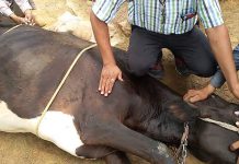 January Disease Outbreak Scare In Manicaland January Disease Outbreak Scare In Manicaland