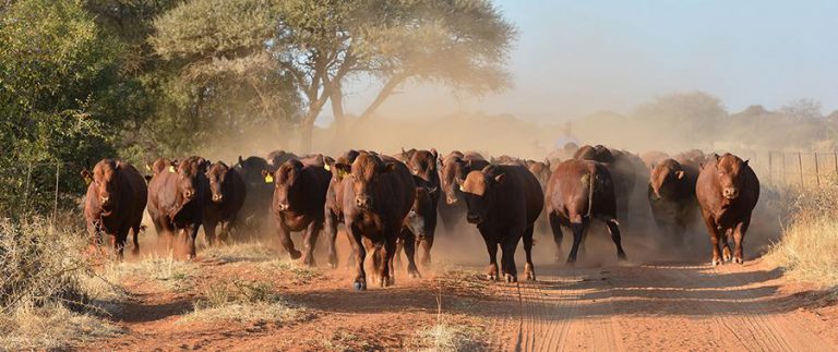 Zimbabwe To Benefit From US$6.9M Animal Health Project