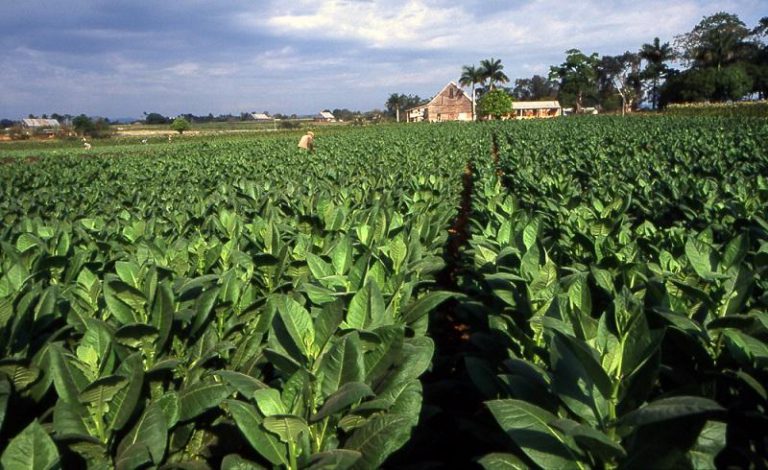 Top Tobacco Farmer Fined US$9 000 For Planting Before September 1