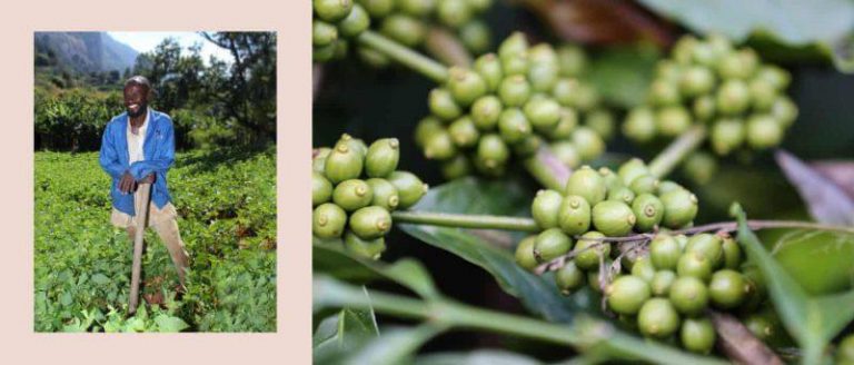 Coffee Growing Up By 50%