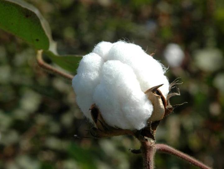 Cottco Loses 1.2m KG Of Cotton Lint In Fire Cottco Loses 1.2m KG Of Cotton Lint In Fire