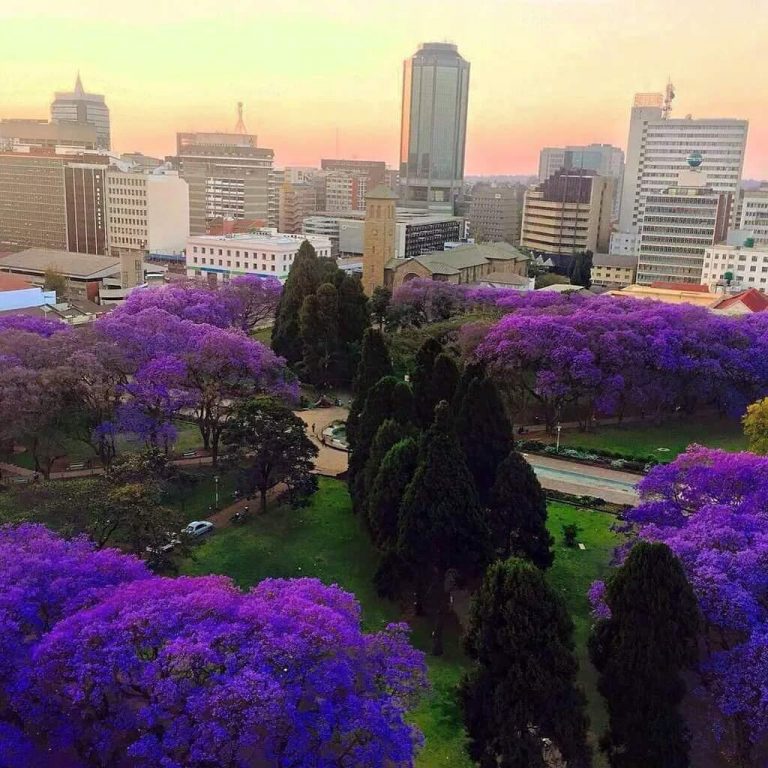 Coronavirus Keeps Tourists Away From Jacaranda Flower Season
