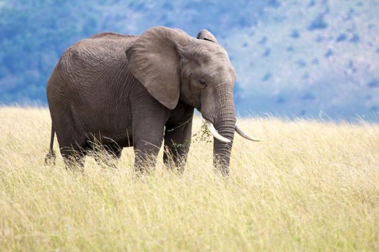 Elephant Kills South African Tourist In Zimbabwe’s Mana Pools