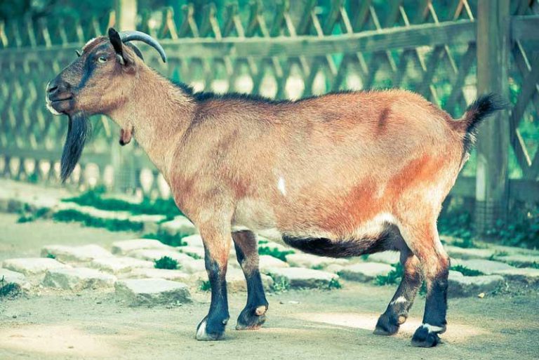 Cyclone Idai Survivors Cry Foul As Their Goats Die In Numbers