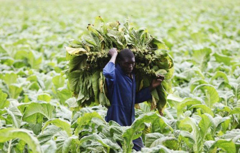 Zimbabwe’s Farming Boom Masks 20 Wasted Years
