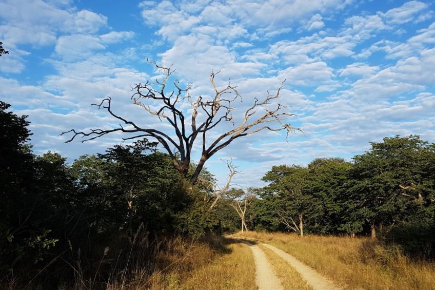 Mum Of Two Boys Killed By Snake Heartbroken - zimbabwe