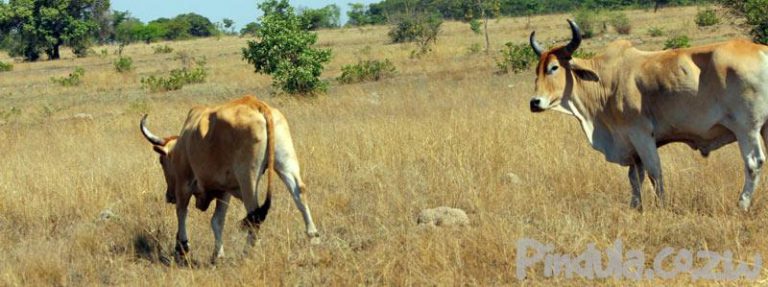Top Cop Steals 15 Cattle, Threatens Farmer With Jail