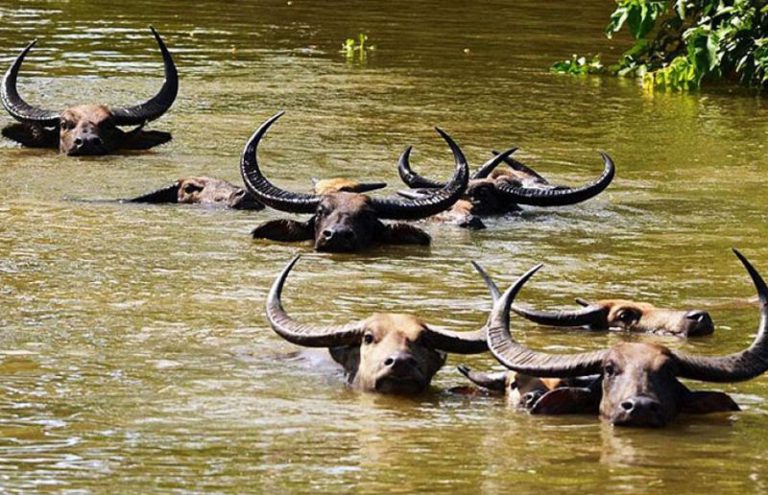 ZimParks Partners AWF To Improve Conservation On Zambezi Basin