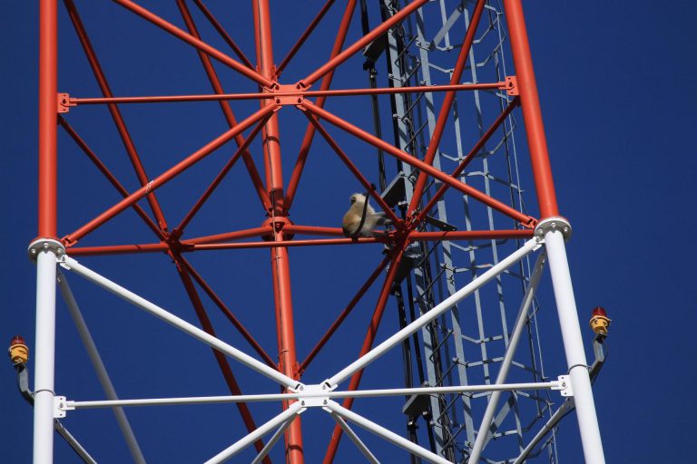 Villagers Still Climbing Trees, Mountains To Access Cellphone Networks
