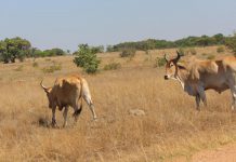 95 Cattle Worth US$60 000 Stolen From CSC Farm 95 Cattle Worth US$60 000 Stolen From CSC Farm