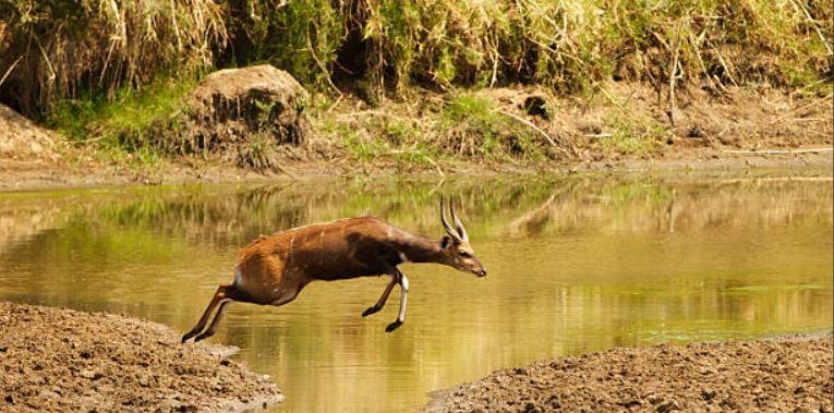 Top Diplomats, Army Officers Descend On Zim Wildlife Park Top Diplomats, Army Officers Descend On Zim Wildlife Park