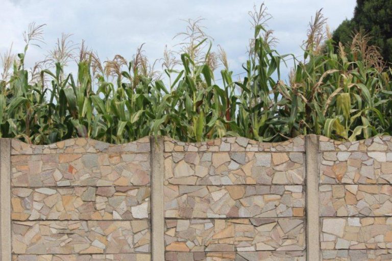 Farmers Have Until 15 January To Plant Cereals
