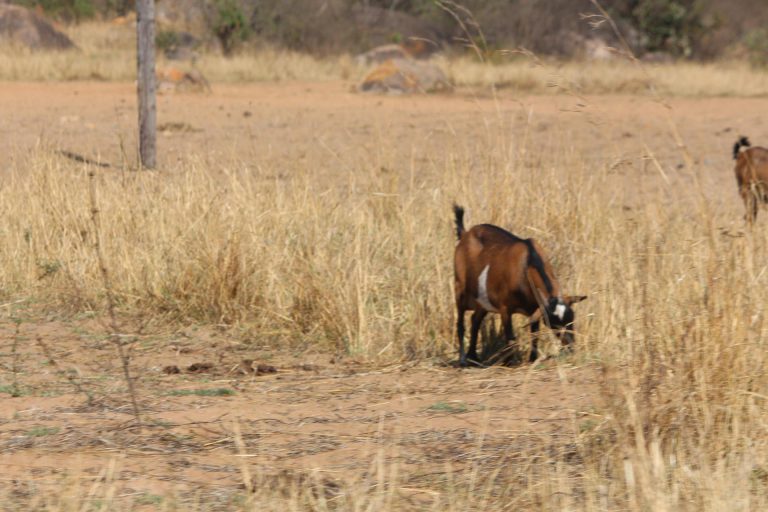 Man Fined Two Goats For Witchcraft Accusation