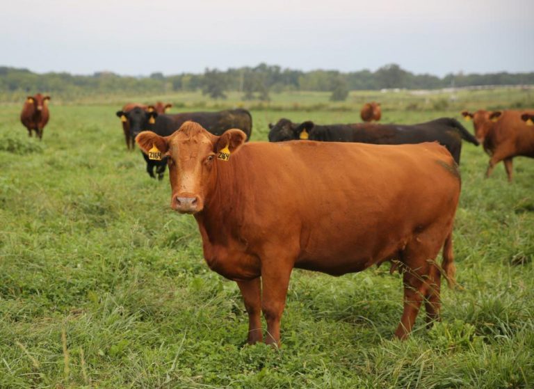 Govt Has 5-year Plan To Rebuild National Dairy Herd – Haritatos