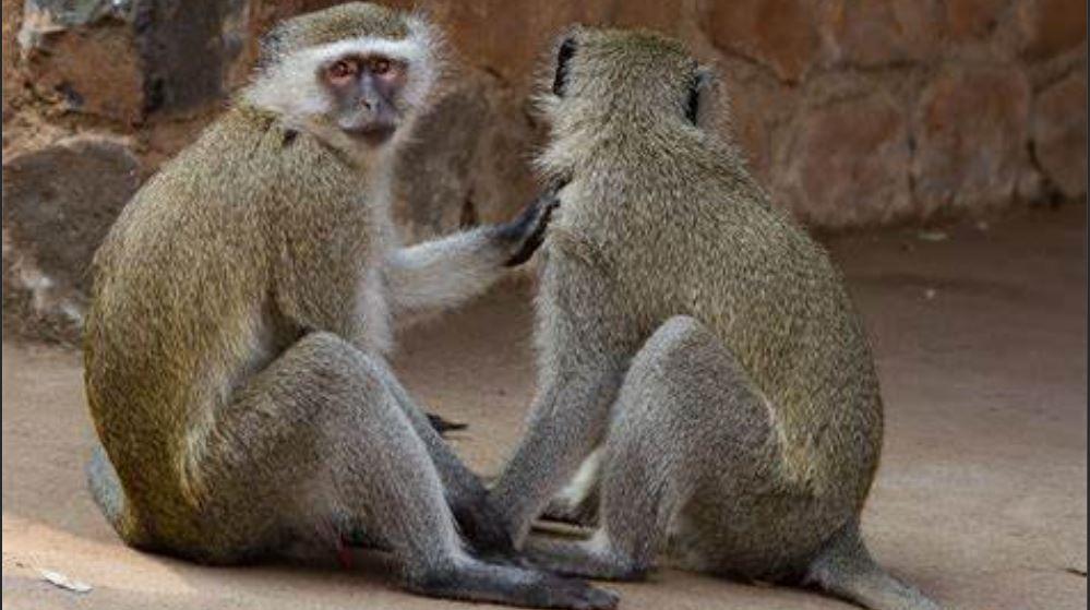 Kenyan Airways To Discontinue Transportation Of Monkeys From Africa To U.S. Labs Kenyan Airways To Discontinue Transportation Of Monkeys From Africa To U.S. Labs