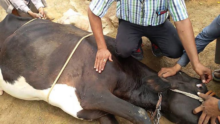 Vet Department Launches Operation Targeting Unspecified Meat