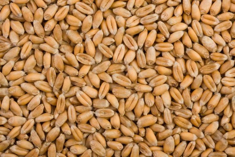 Grain Millers Increase Wheat, Maize Prices