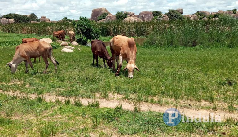 Zim-Bots Agree On Electronic Tags For Cattle To Curb Stock Theft