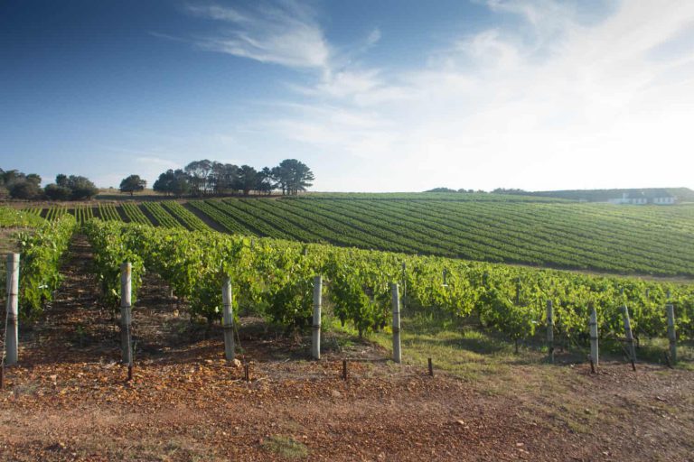 Zimbabwe, Lesotho Seasonal Farmworkers Clash Over Jobs In South Africa