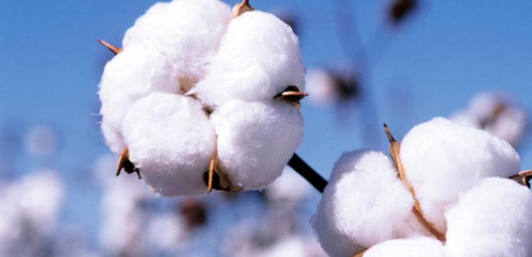 Government Releases $1.75 Billion As Part Payment To Cotton Farmers
