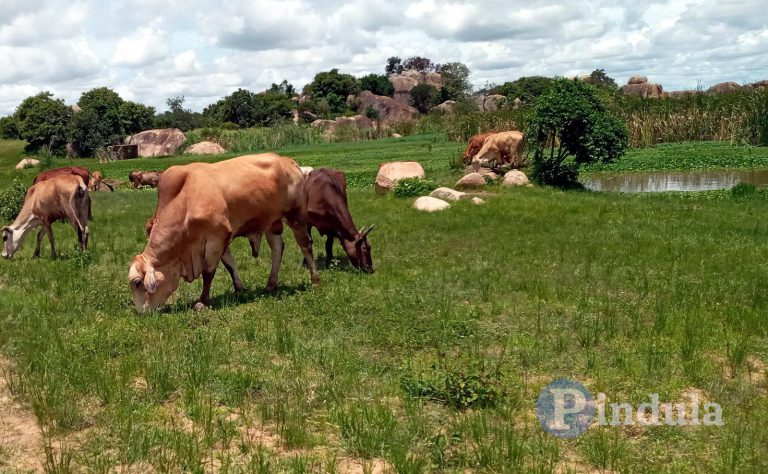 Stanbic Urges Farmers To Insure Their Livestock