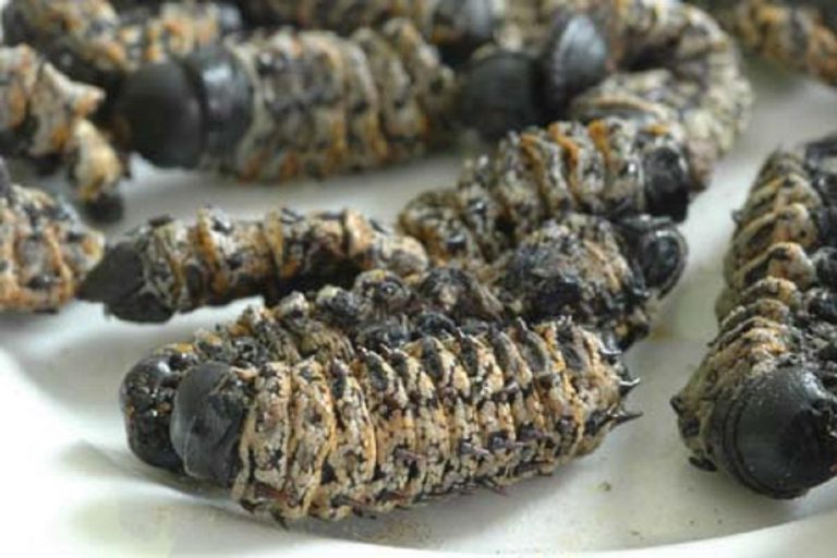 Learners To Be Fed On Mopane Worms Fortified Porridge